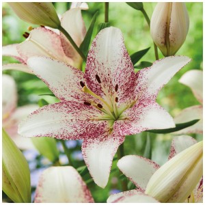 Grow by OBI Lilium Sweet Zanica, 2 pezzi. Primo piano del fiore bianco e rosso.