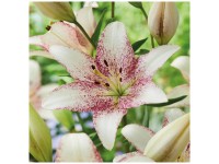 Grow by OBI Lys Sweet Zanica 2 pcs