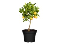 Citrus Mix Stamm Citrus Topf Ø 12 cm / Höhe 20 - 30 cm