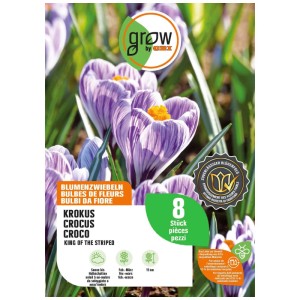 Crocus a bulbo blu-striato 'King of the Striped', 8 pezzi, per fioritura primaverile.