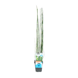 Equiseto (Equisetum japonicum) in vaso, steli verdi con sezioni scure.