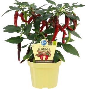 BLU Chili Flambinos en pot : piments rouges forts sur plante verte dans un pot jaune.