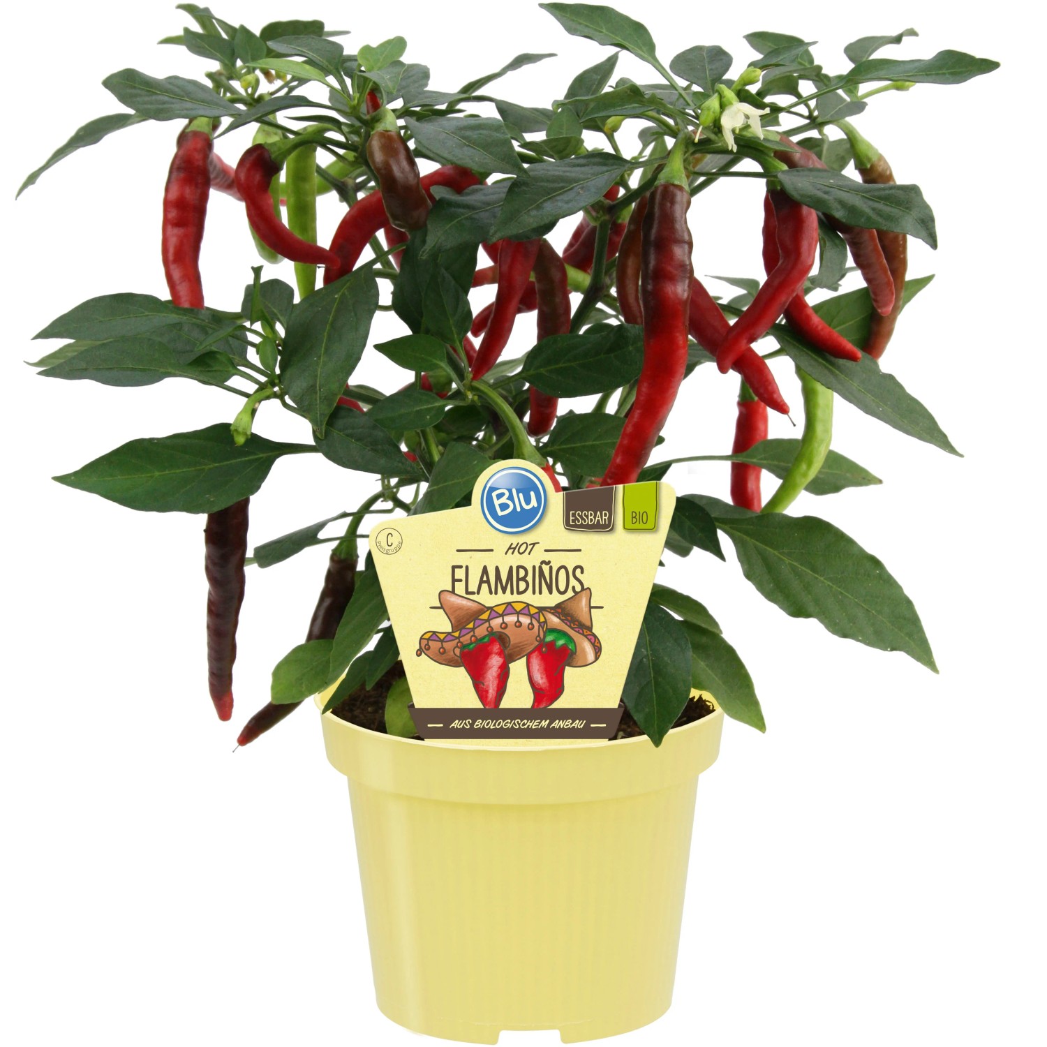 Blu Bio Chili Topf- 12 cm Capsicum
