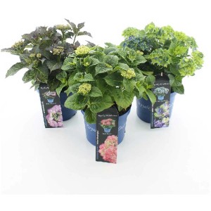 Trois hortensias macrophylla Royalty Collection® en pot, couleurs variées.