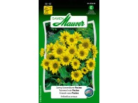 Tournesol nain Pacino