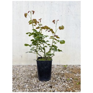 Bio Strauchrose 'Firlefanz' im Topf, ca. 15-40 cm hoch. Mehrfarbige Rose für Garten und Kübel.