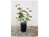 Bio Strauchrose Firlefanz Topf Ø 12 cm / Höhe 15 - 40 cm