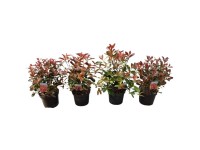 Glanzmispel Photinia fraseri assortiert Topf Ø 26 cm / Höhe 60 cm / 1 Stk.