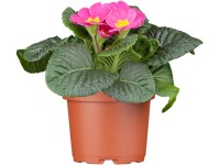 Mini Kissen-Primel Primula acaulis mini verschiedene Farben Topf Ø 6 cm / 6er-Tr