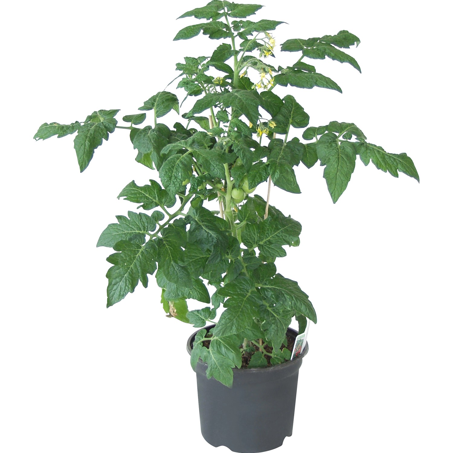 BalkonTomate Solanum Topf Ø 19 cm kaufen bei OBI