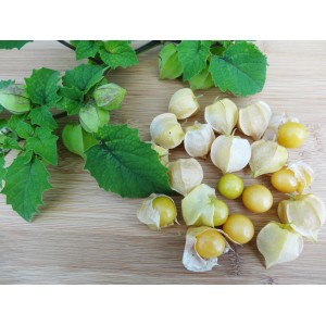 Blu Bio-Ananas-Ciliegia (Physalis pruinosa) con frutti e foglie su legno.
