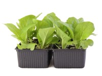 Chinakohl Bio 12er Schale