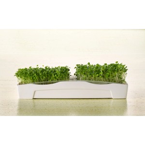 Vassoio di germinazione Sperli Duo con due griglie e germogli freschi.