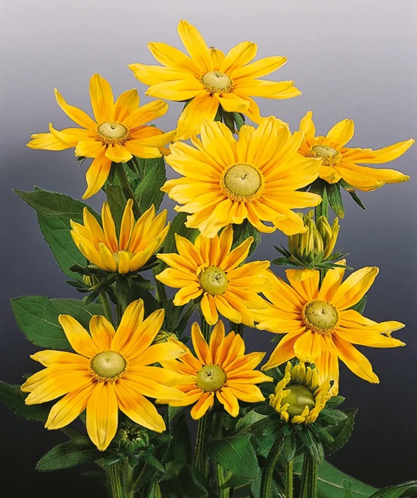 Sonnenhut Gelb, Rudbeckia Hirta, Heilpflanze - Griechische Pflanzen Und