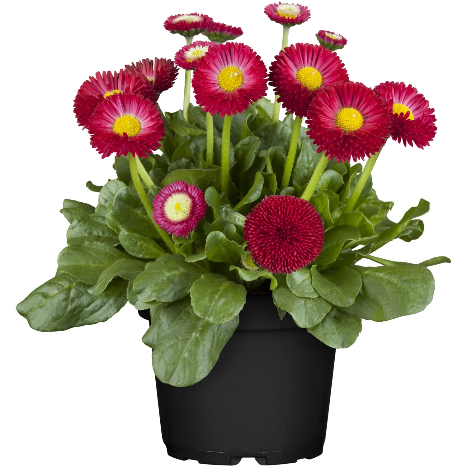 Tausendschön Bellis perennis Topf Ø ca. 11 cm kaufen bei OBI