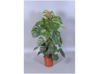 Fensterblatt am Moosstab Monstera deliciosa Topf Ø 27 cm / Höhe 110 cm