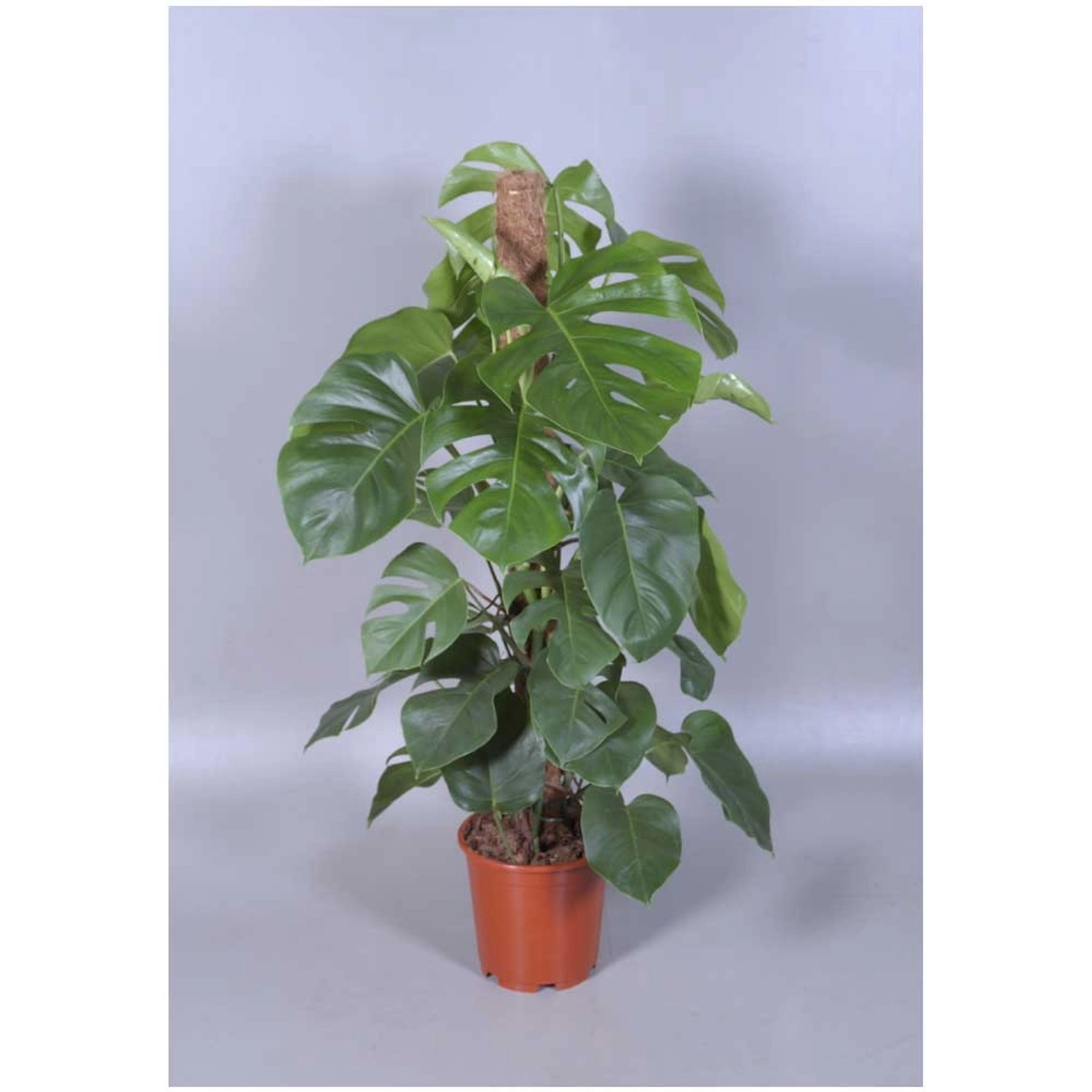 philodendron gloriosum verde Philodendron Gloriosum Variegated – Okanoka