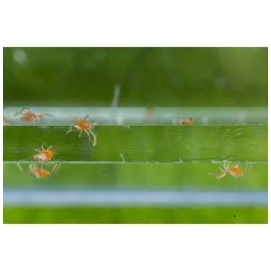 Gros plan d'acariens prédateurs (Phytoseiulus) Andermatt Biogarten sur une feuille. Insectes bénéfiques pour la lutte antiparasitaire.