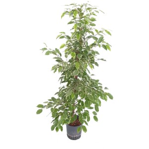 Hydropflanze Birkenfeige Ficus Golden King, 120 cm de haut, en pot. Plante d'intérieur avec feuilles panachées.
