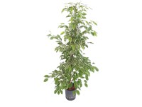 Hydropflanze Birkenfeige Ficus Golden King Topf Ø 18 cm / Höhe 120 cm