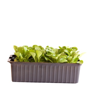 Bio Nüsslisalat 12er-Schale