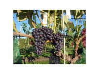 Beeren Robustarebe New York Muskat