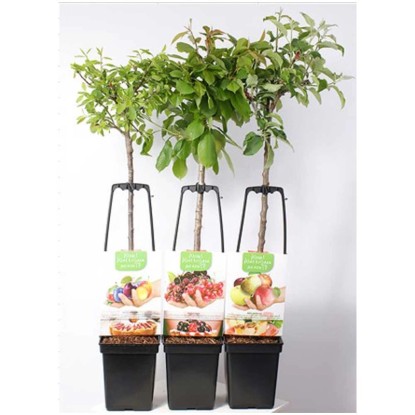 Mix d'arbres fruitiers différentes variétés pot Ø 24 cm / hauteur 150 cm / 1 pc