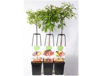 Wunderbaum Obst-Mix verschiedene Sorten Topf Ø 24  cm / Höhe 150 cm / 1 Stk.