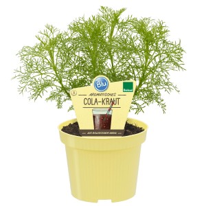 Blu Cola-Strauch en pot (Ø 12cm). Cette herbe de cuisine a une odeur et un goût de cola. Les jeunes pousses sont comestibles.