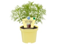 Coca-Cola-Strauch Topf-Ø ca. 12 cm Artemisia