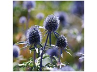 Grow by OBI Blaudistel Planum Blau 1 Stk. Grow by OBI Blaudistel Planum Blau 1 Stk.