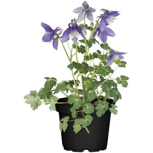 Aquilegia speronata (Aquilegia caerulea) in vaso con fiori blu e bianchi.