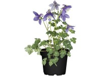 GROW by OBI Langspornige Akelei Aquilegia caerulea Topf Ø 13 cm