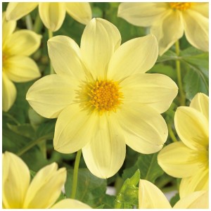 Primo piano di una Dahlia Unwin Mignon gialla di Grow by OBI, circondata da foglie verdi.