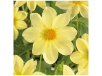 Grow by OBI Dahlie Unwin Mignon Yellow 1 Stk. Grow by OBI Dahlie Unwin Mignon Yellow 1 Stk.