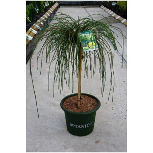 Abete nano 'Whipcord' in vaso, fili verdi, conifera nana.