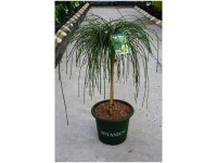 Zwerg-Lebensbaum Whipcord Thuja plicata Topf 10 l