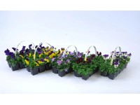 Horn-Veilchen Viola cornuta Farbenmix 10er-Set