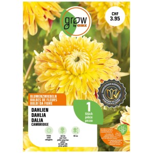 GROW by OBI Dalia Cambridge Giallo: Fiore di dalia giallo con accenti rossi sulla confezione.