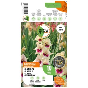 Confezione di gladioli 'Amber Mistique' GROW by OBI, fiori crema-rosa, 10 bulbi.