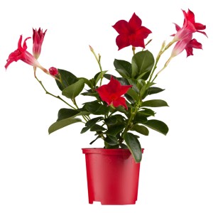 Dipladenia Mandevilla in vaso rosso, pianta fiorita con fiori rossi.