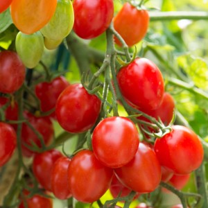 Tomate buisson bio Romello avec des fruits rouges en forme de prune sur la plante.