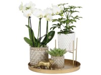 Geschenkset Kolibri Home Luxury Geschenkset Kolibri Home Luxury