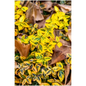 Fusain du Japon Euonymus japonicus aux feuilles jaune-vert.