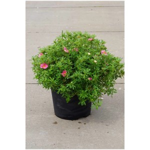 Potentilla fruticosa Bellissima in vaso da 4,5 l con fiori rosa scuro.