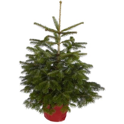 Nordmanntanne topfgewachsen Topf 6,5 l / Höhe 60 - 80 cm