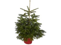 Nordmanntanne topfgewachsen Topf 6,5 l / Höhe 60 - 80 cm