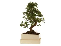 Bonsai mit Wasserspeicher und Untertasse Topf Ø 25 cm / Höhe 30 - 40 cm