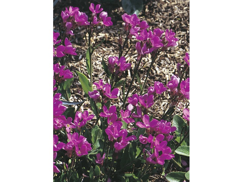 Gänsekresse Rosa "Arabis blepharophylla" TopfØ ca. 11 cm kaufen bei OBI