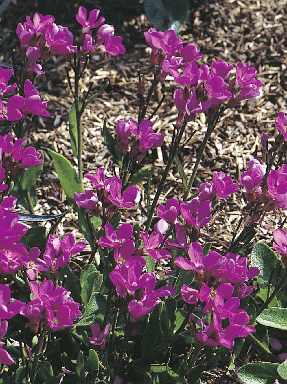 Gänsekresse Rosa "Arabis blepharophylla" TopfØ ca. 11 cm kaufen bei OBI